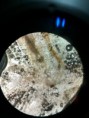 /album/fotos-microscopio/a4-jpg/