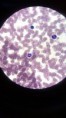 /album/fotos-microscopio/a5-jpg1/