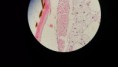 /album/fotos-microscopio/a10384916-10152991620666696-5434106359681201482-n-jpg/