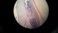/album/fotos-microscopio/a10403615-10152991622891696-77707432749818484-n-jpg/