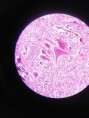 /album/fotos-microscopio/a10928827-10152991621566696-7112347202513203460-n-jpg/