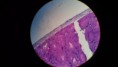 /album/fotos-microscopio/a10955618-10152991620851696-5356629472986655079-n-jpg/