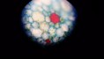 /album/fotos-microscopio/a11013440-10152991622486696-3025567463114533800-n-jpg/