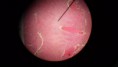 /album/fotos-microscopio/a11013602-10152991620686696-3794572472318838723-n-jpg/