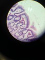 /album/fotos-microscopio/a11039876-10152991621536696-8616212013209164533-n-jpg/
