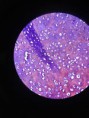 /album/fotos-microscopio/a11094218-10152991622126696-5260707350892247145-n-jpg/