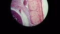 /album/fotos-microscopio/a11142427-10152991620961696-4296492055970533375-n-jpg/
