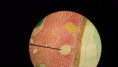 /album/fotos-microscopio/a11164736-10152991620816696-307490883721395362-n-jpg/