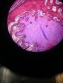 /album/fotos-microscopio/a11220077-10152991621601696-4582805190436164872-n-jpg/