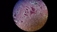 /album/fotos-microscopio/a11231749-10152991620936696-8684594048276786022-n-jpg/