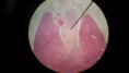 /album/fotos-microscopio/a11257199-10152991620681696-5732629996907297403-n-jpg/