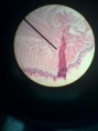 /album/fotos-microscopio/a11261655-10152991622961696-835968931813094405-n-jpg/