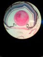 /album/fotos-microscopio/a11261816-10152991622606696-5966824215491951275-n-jpg/