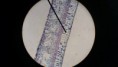 /album/fotos-microscopio/a11262123-10152991622646696-4094499752866050036-n-jpg/