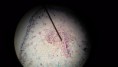 /album/fotos-microscopio/a11267045-10152991622751696-9186620855504019031-n-jpg/