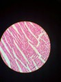 /album/fotos-microscopio/a11295534-10152991622696696-6544462928649500814-n-jpg/