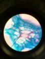 /album/fotos-microscopio/a11295707-10152991623261696-6549496371146531001-n-jpg/