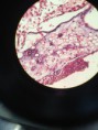 /album/fotos-microscopio/a11329862-10152991622086696-1280131231098816710-n-jpg/