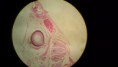 /album/fotos-microscopio/a11351201-10152991620801696-1888619851959466844-n-jpg/