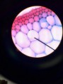 /album/fotos-microscopio/a11351218-10152991623341696-4121307182348180907-n-jpg/