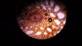 /album/fotos-microscopio/a11351387-10152991622281696-2724784866105652887-n-jpg/