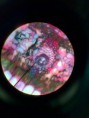 /album/fotos-microscopio/a11377201-10152991623466696-1445902146071320325-n-jpg/