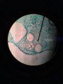 /album/fotos-microscopio/a11377328-10152991623556696-8390804414855765951-n-jpg/