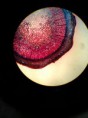 /album/fotos-microscopio/a11924682-10204778072473925-23996800-n-jpg/