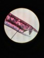 /album/fotos-microscopio/a11992418-10204778071753907-444305886-n-jpg/
