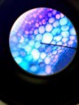 /album/fotos-microscopio/a11992607-10204778072353922-1769826369-n-jpg/