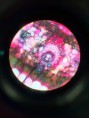 /album/fotos-microscopio/a11998187-10204778071953912-192201298-n-jpg/