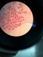 /album/fotos-microscopio/a11998729-10204778073033939-648280244-n-jpg/