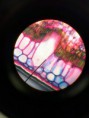 /album/fotos-microscopio/a11999865-10204778071793908-710625603-n-jpg/