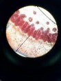 /album/fotos-microscopio/a12007084-10204778071473900-1375281163-n-jpg/